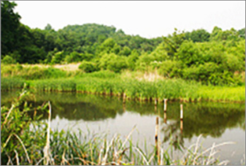길동자연생태공원 습지지구(2006년 5월)