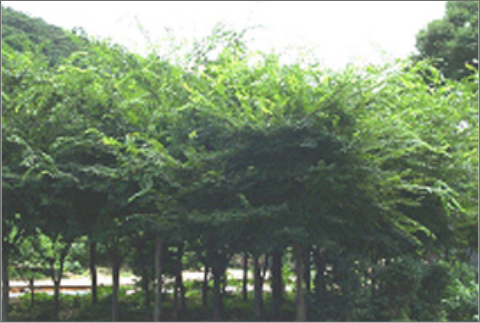광주시 마을주변 느티나무숲 조성-2(2004년 9월)