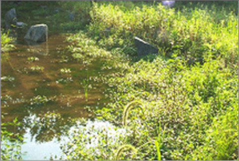 둔촌동 생태경관보전지역 산림습지복원-2 (2004년 6월)
