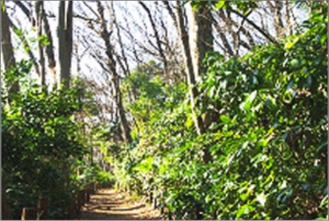 일본 도쿄 메구로자연교육원 낙엽활엽수림관찰로(2004년 2월)