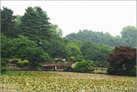 일본 도쿄 신주쿠교엔 연꽃 식재지역(2006년 5월)