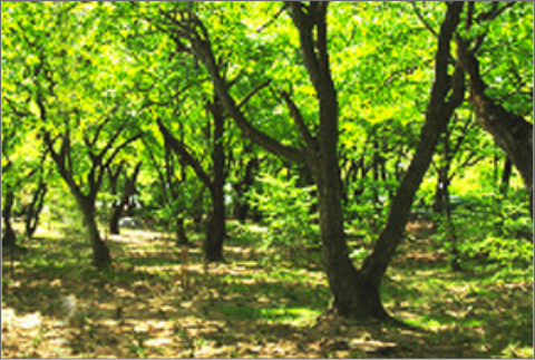 함양 대관림 낙엽활엽수숲 조성-1(2003년 6월)
