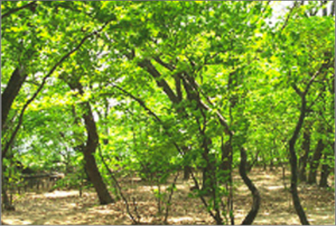 함양 대관림 낙엽활엽수숲 조성-2(2003년 6월)