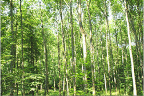 독일 칼스루에 엘라흐제 습지수림대 복원지역-1(2004년 7월)