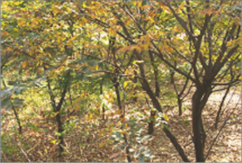 광양시 마을주변 느티나무숲 조성-2(2004년 9월)
